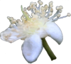 eMyrtaceae